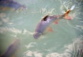 SchwanenfeldÃ¢â¬â¢s tinfoil barb fish in the canal. Red tail carp s Royalty Free Stock Photo